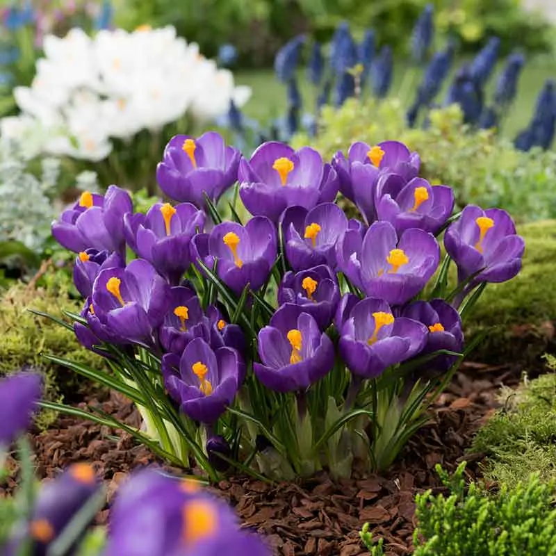 VEGSOW Flower Record Crocus Bulbs - Spring Flowering Perennial Garden Bulbs