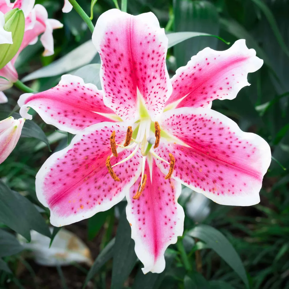 VEGSOW Stargazer Oriental Lily Bulbs - Fragrant Perennial Garden Flower