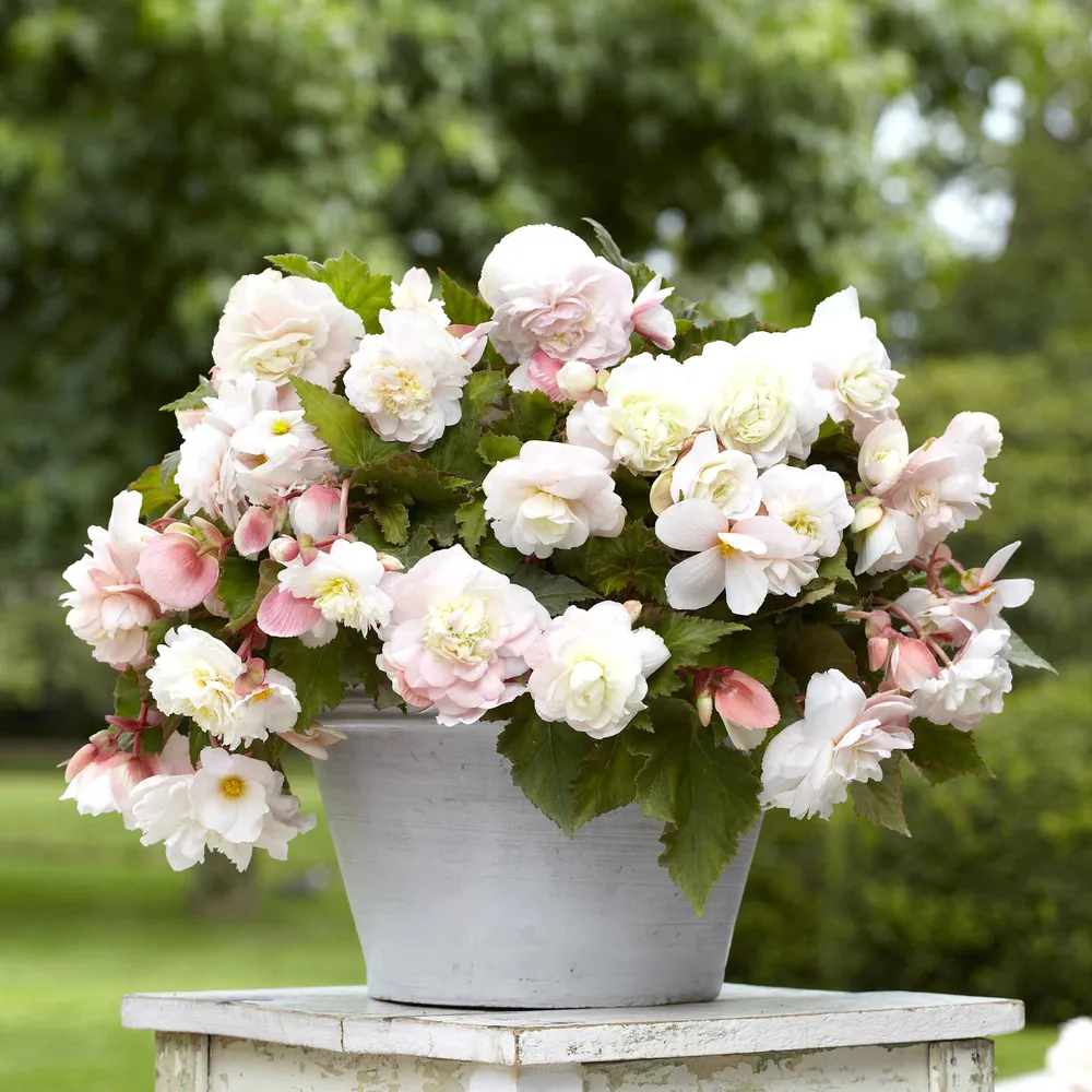 Angelique Begonia Tubers - High-Viability Flower Bulbs