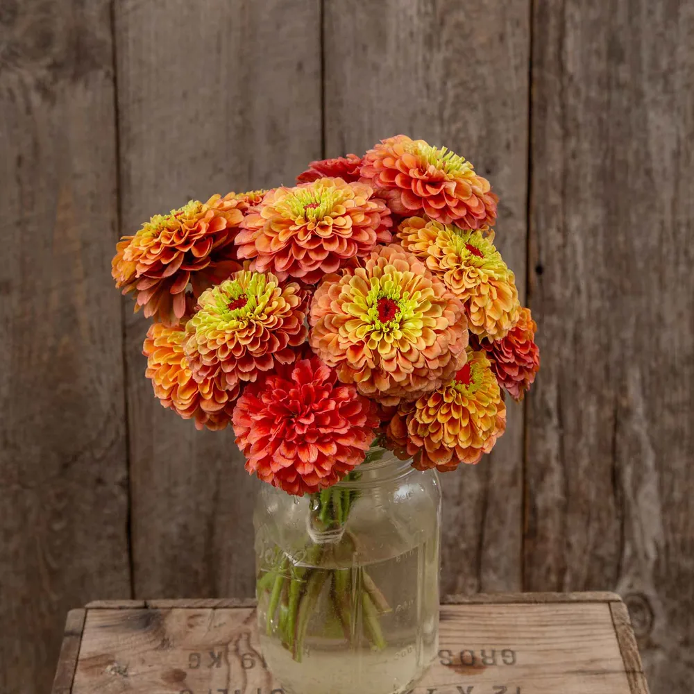 VEGSOW Queeny Lime Orange Zinnia Seeds (Organic)