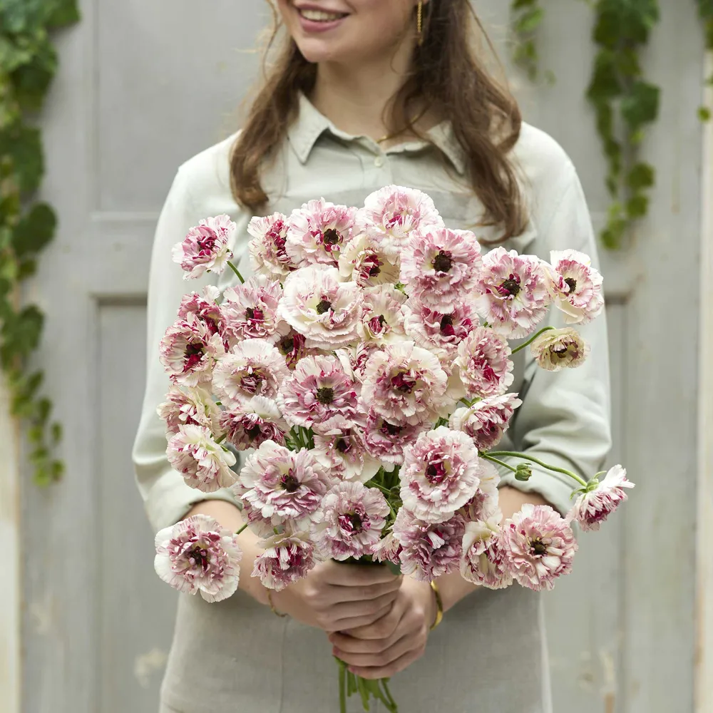VEGSOW Brushmark Cesar Ranunculus Bulbs