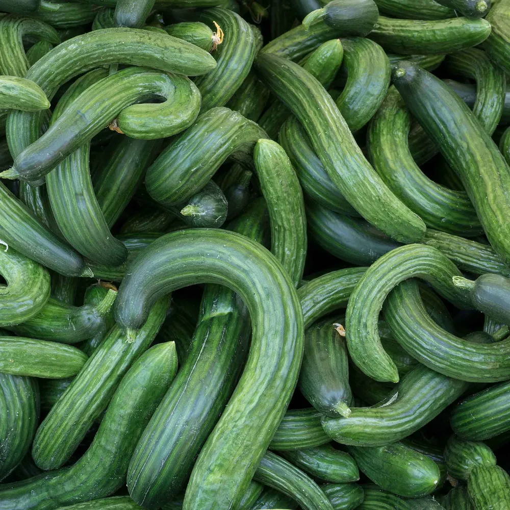 Armenian Dark Green Cucumber Seeds - Heirloom Vegetable Garden Planting
