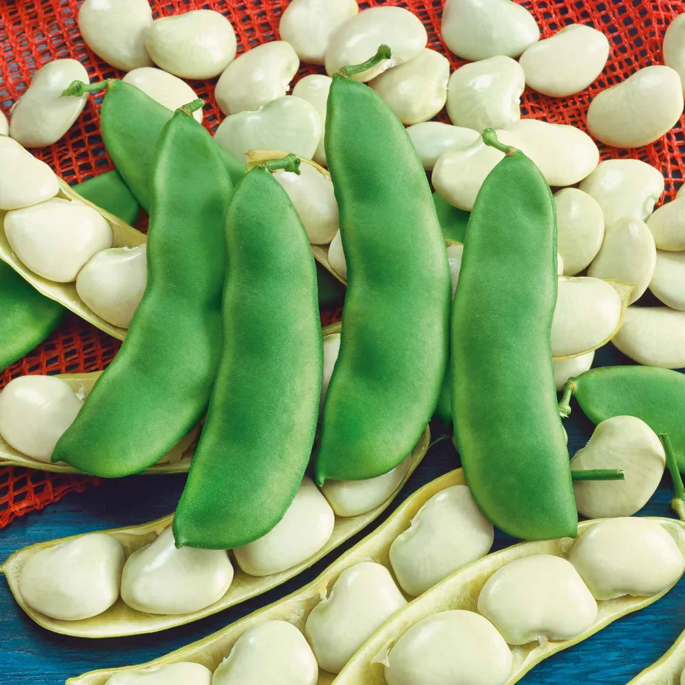 VEGSOW Early Thorogreen Bush Lima Bean Seeds - Heirloom Vegetable Garden Seeds