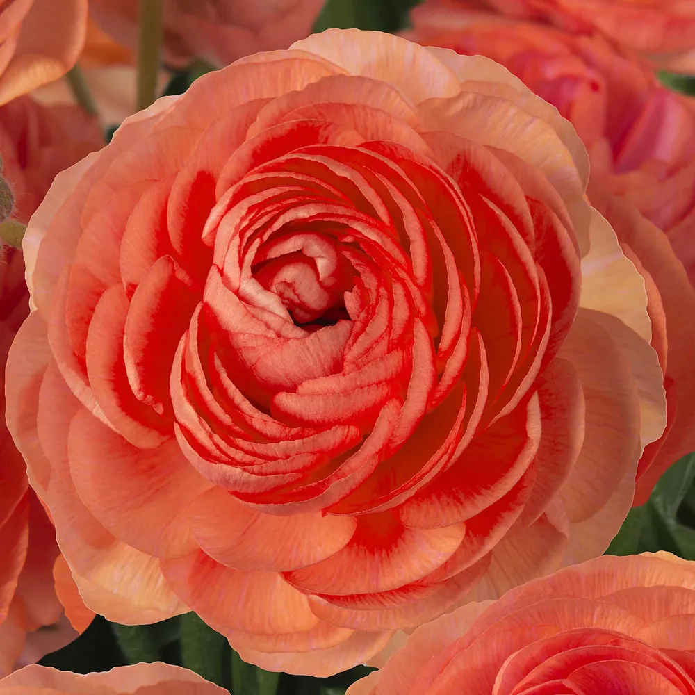 VEGSOW Ranunculus Bulbs - Romance Paradou®