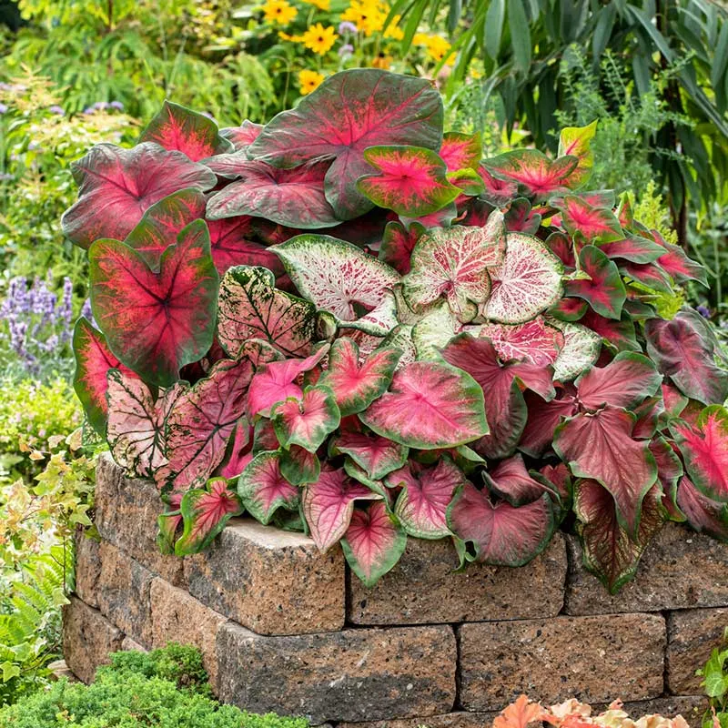 VEGSOW Caladium Bulbs - Fancy Leaf Mix for Tropical Garden Landscapes