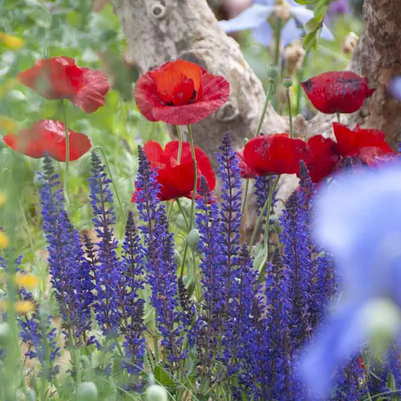 VEGSOW Turkish Tulip Poppy Seeds - Heirloom Flower Seeds for Garden Planting