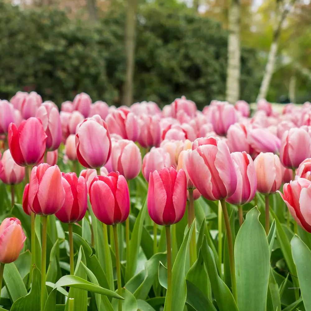 VEGSOW Pink Impression Tulip Bulbs - Large Flowering Perennial Flower Bulbs