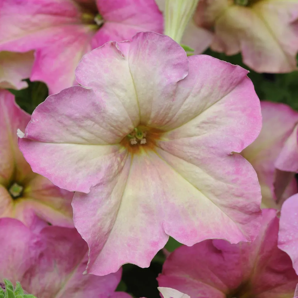 VEGSOW Petunia Seeds - Sophistica Antique Shades