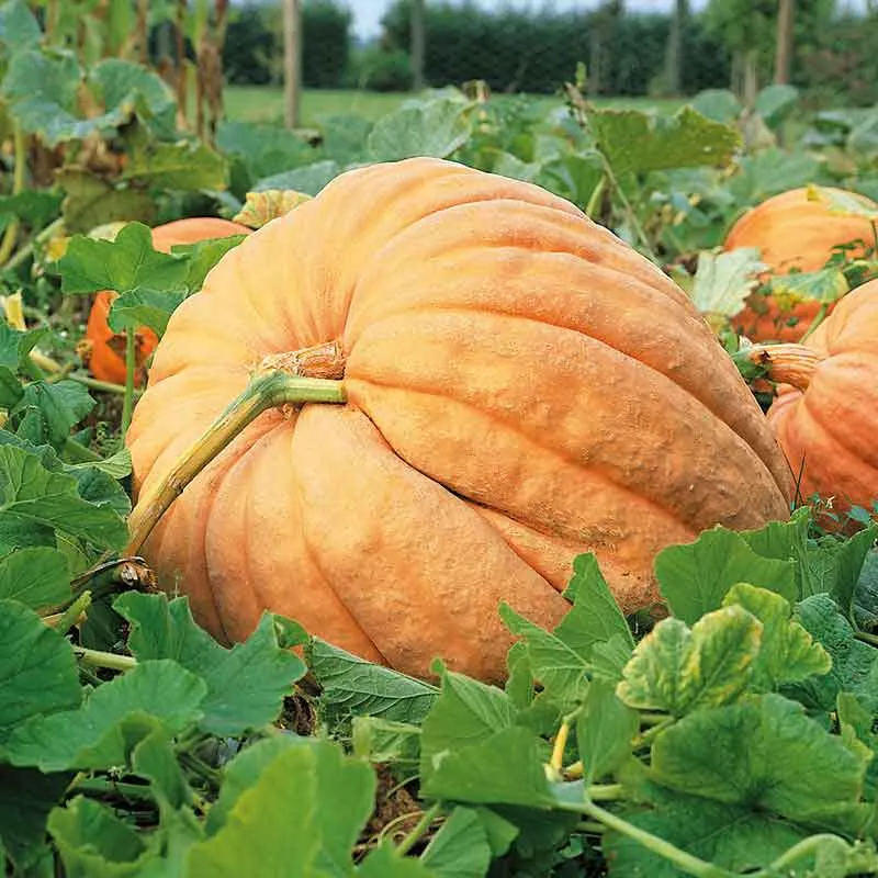 VEGSOW Atlantic Giant Pumpkin Seeds - Large Heirloom Variety
