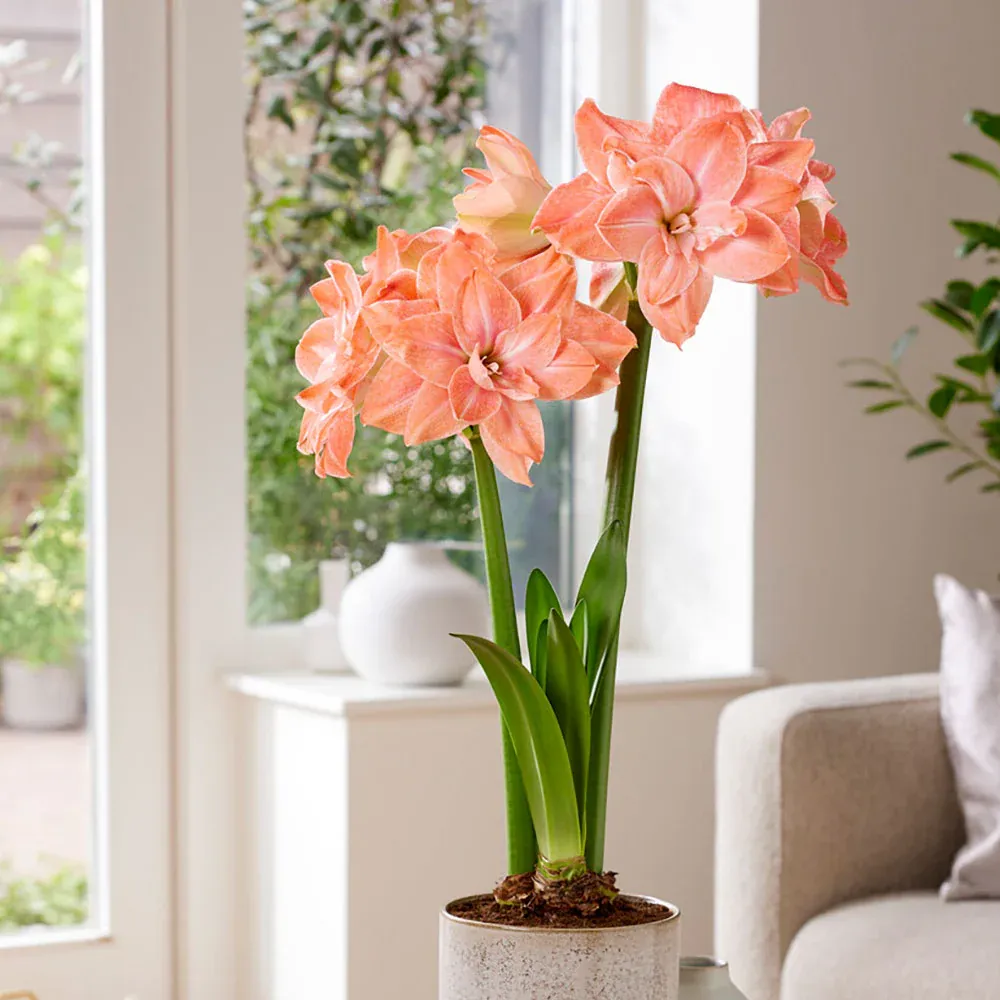 VEGSOW Flamingo Amadeus Amaryllis Bulbs - Large Flowering Hippeastrum