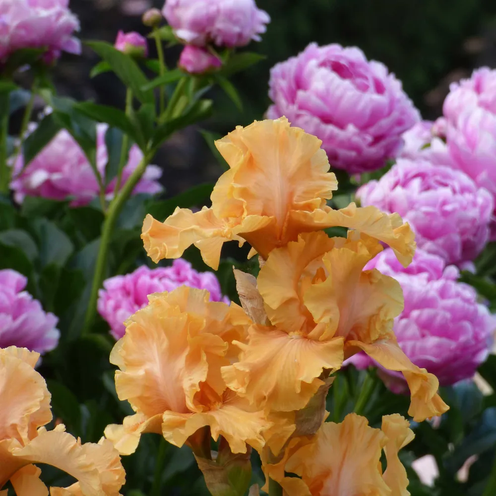 VEGSOW Mango Entree Bearded Iris Bulbs - Hardy Perennial Flower Rhizomes