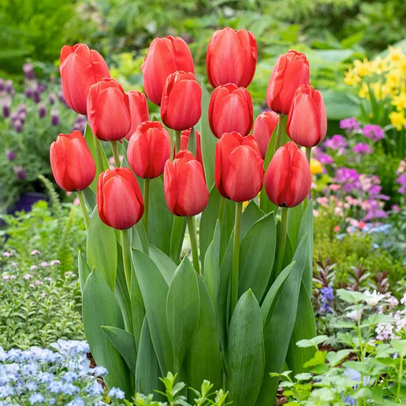 Red Impression Tulip Bulbs - Vibrant Spring Flowering Perennial Bulbs