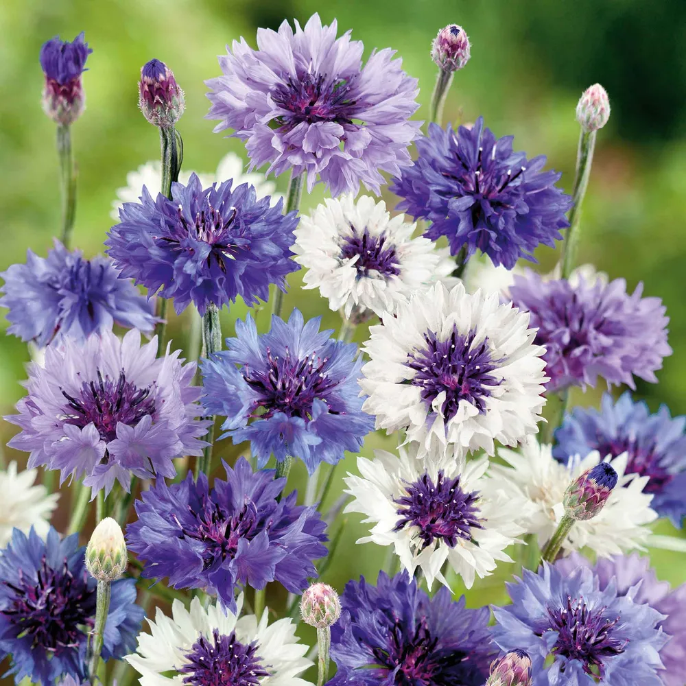 VEGSOW Cornflower Seeds - Fantastic Mix