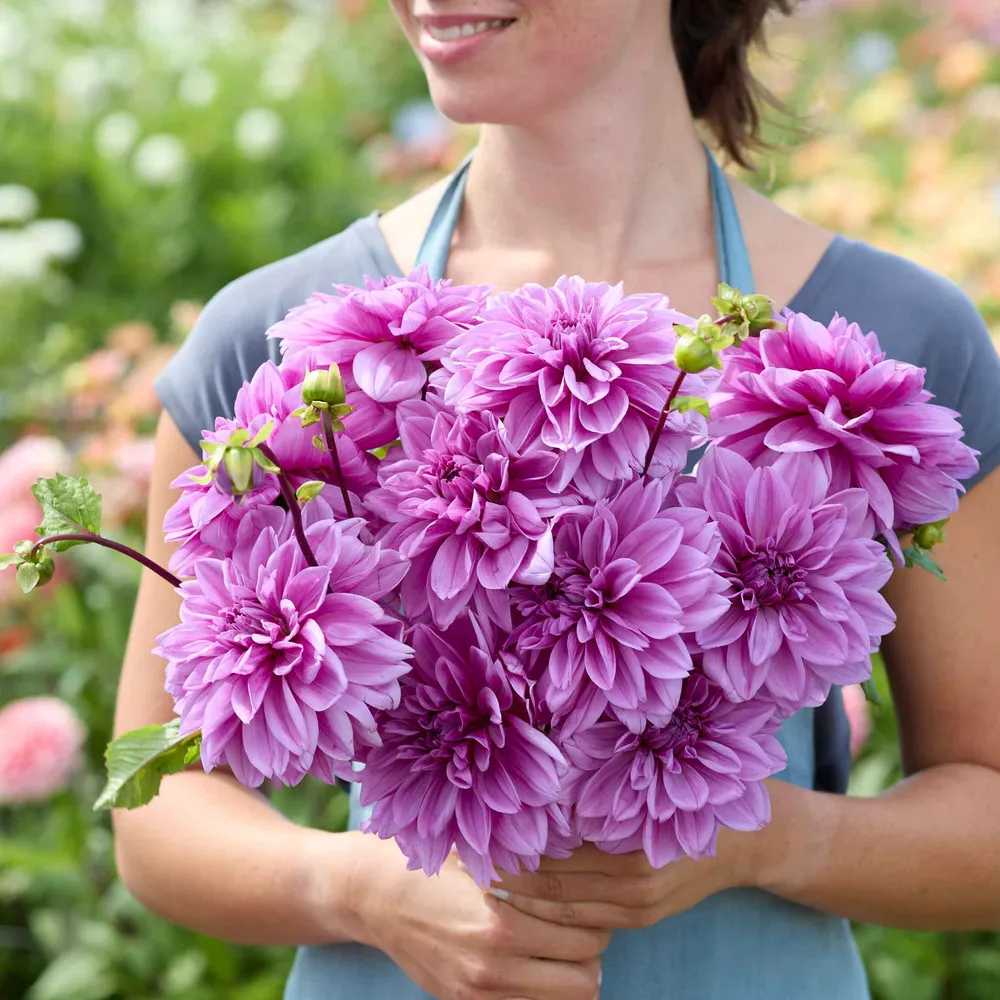 VEGSOW Dinnerplate Dahlia Tubers - Lilac Time