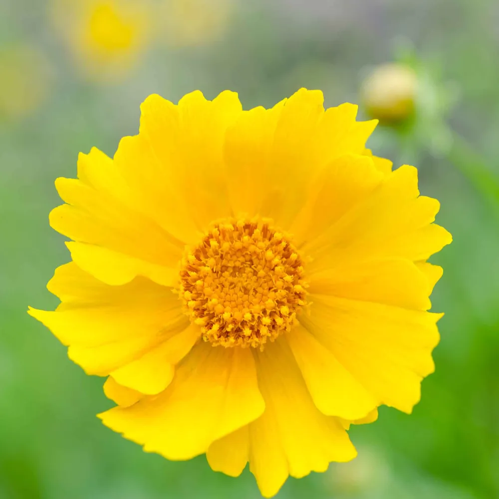 VEGSOW Lance-Leaf Coreopsis Seeds - Perennial Wildflower Garden Seeds