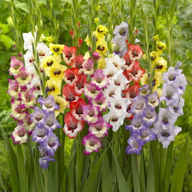 Gladiolus Flower Bulbs - Rainbow Mix Perennial Garden Corms