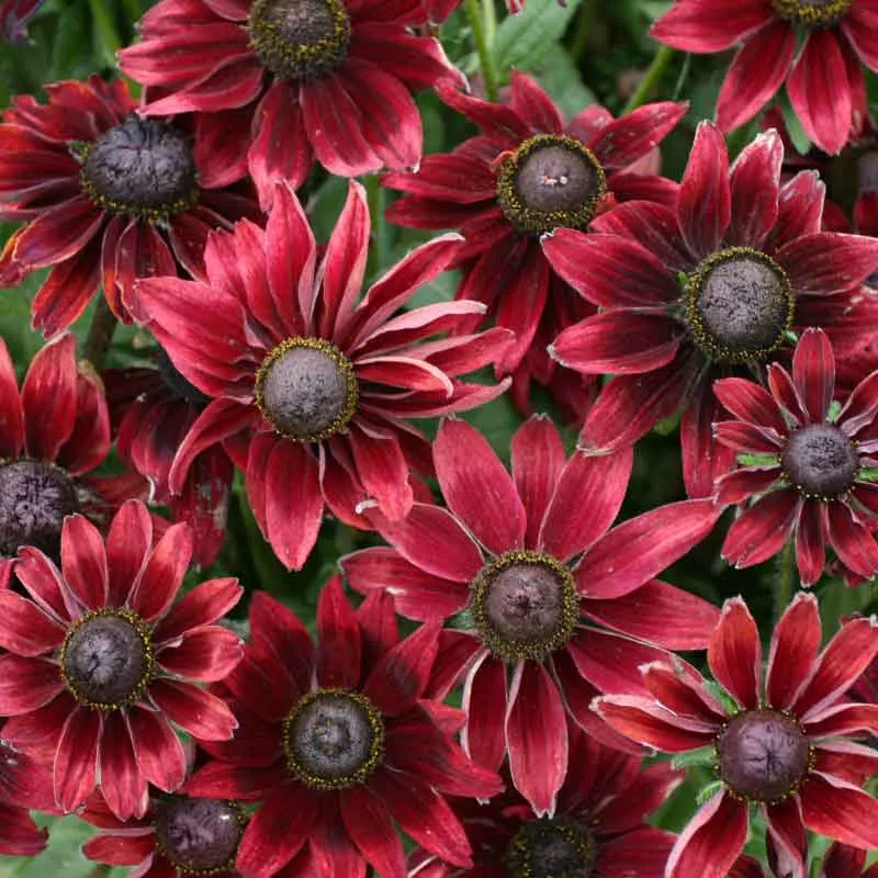 VEGSOW Black Eyed Susan Seeds - Cherry Brandy Rudbeckia Hirta