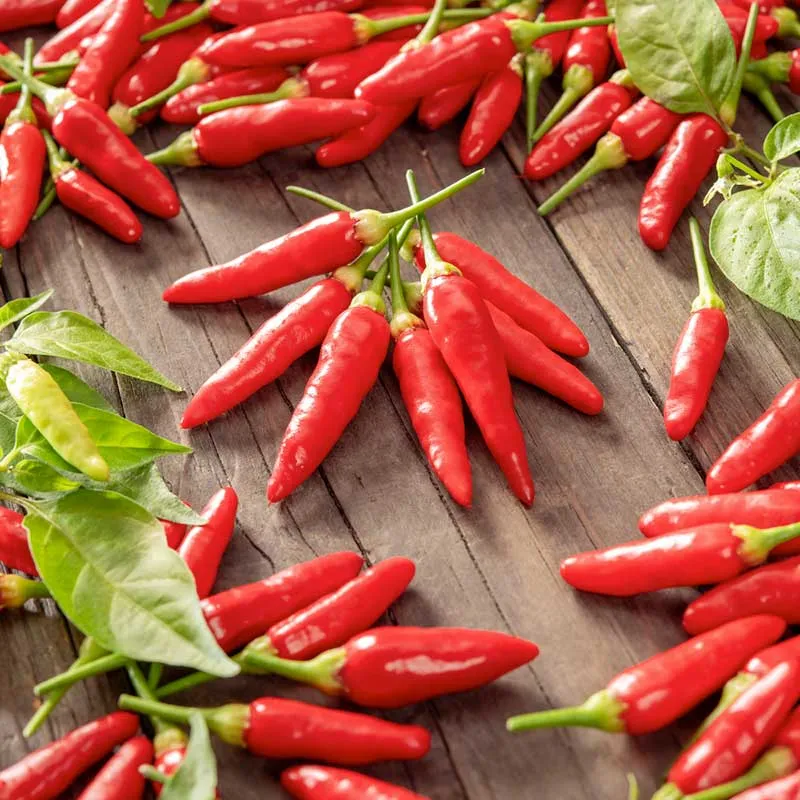 VEGSOW Tabasco Hot Pepper Seeds - Heirloom Capsicum Frutescens
