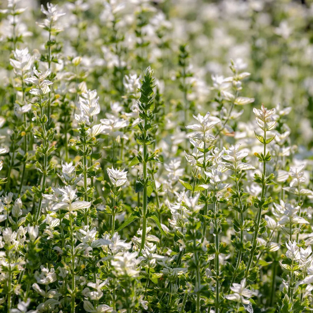 VEGSOW Clary Sage Seeds - White Swan (Salvia Sclarea)