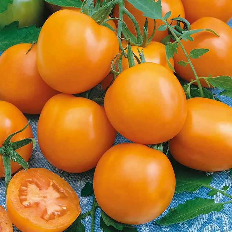 VEGSOW Druzba Heirloom Tomato Seeds - Open-Pollinated Vegetable Seeds