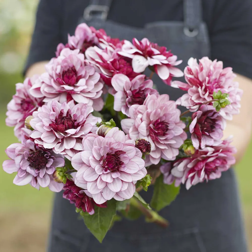 VEGSOW Creme de Cassis Waterlily Dahlia Tubers