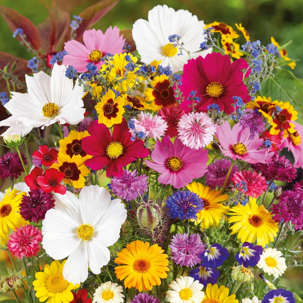VEGSOW Country Garden Flower Seed Mix - Assorted Variety for Home Gardens