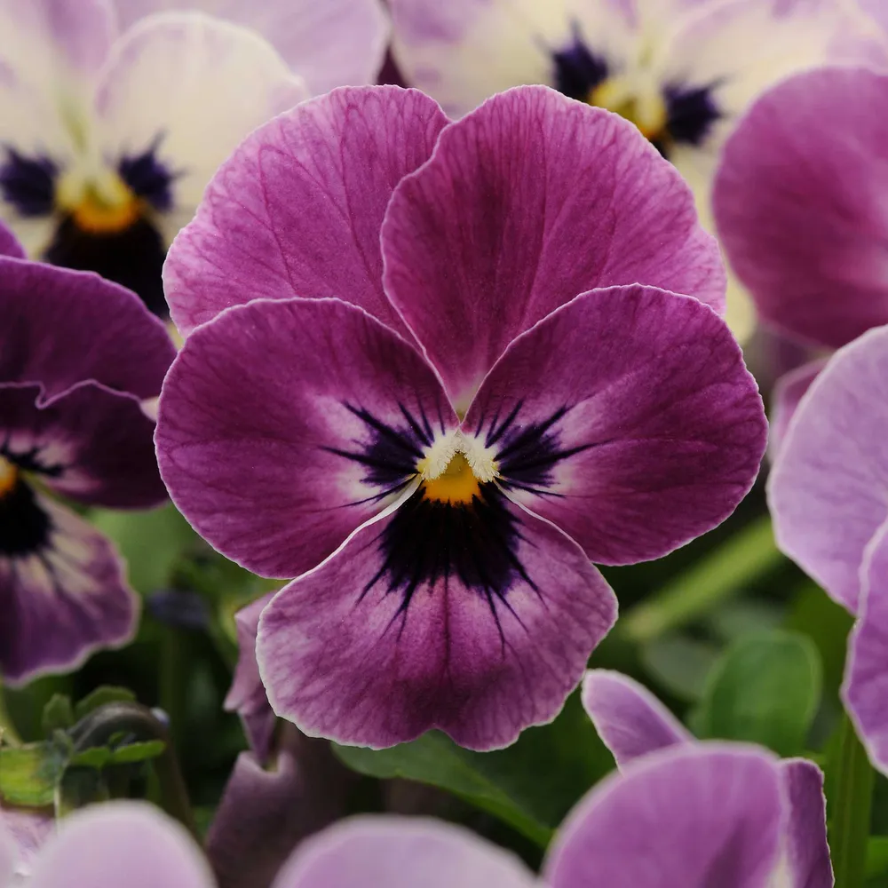 Sorbet XP Raspberry Viola Seeds