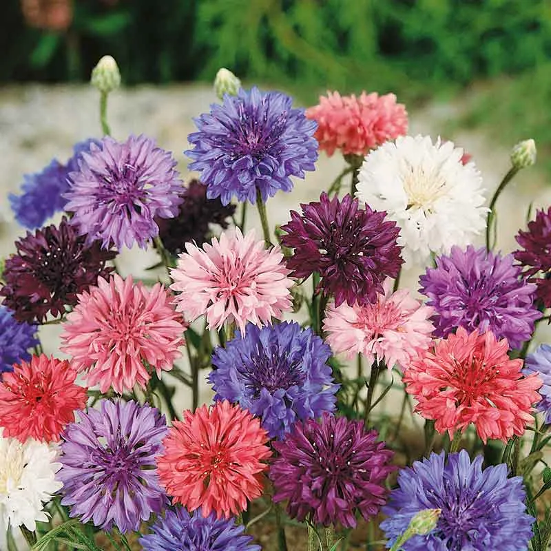 VEGSOW Cornflower / Bachelor Button Seeds - Dwarf Mix