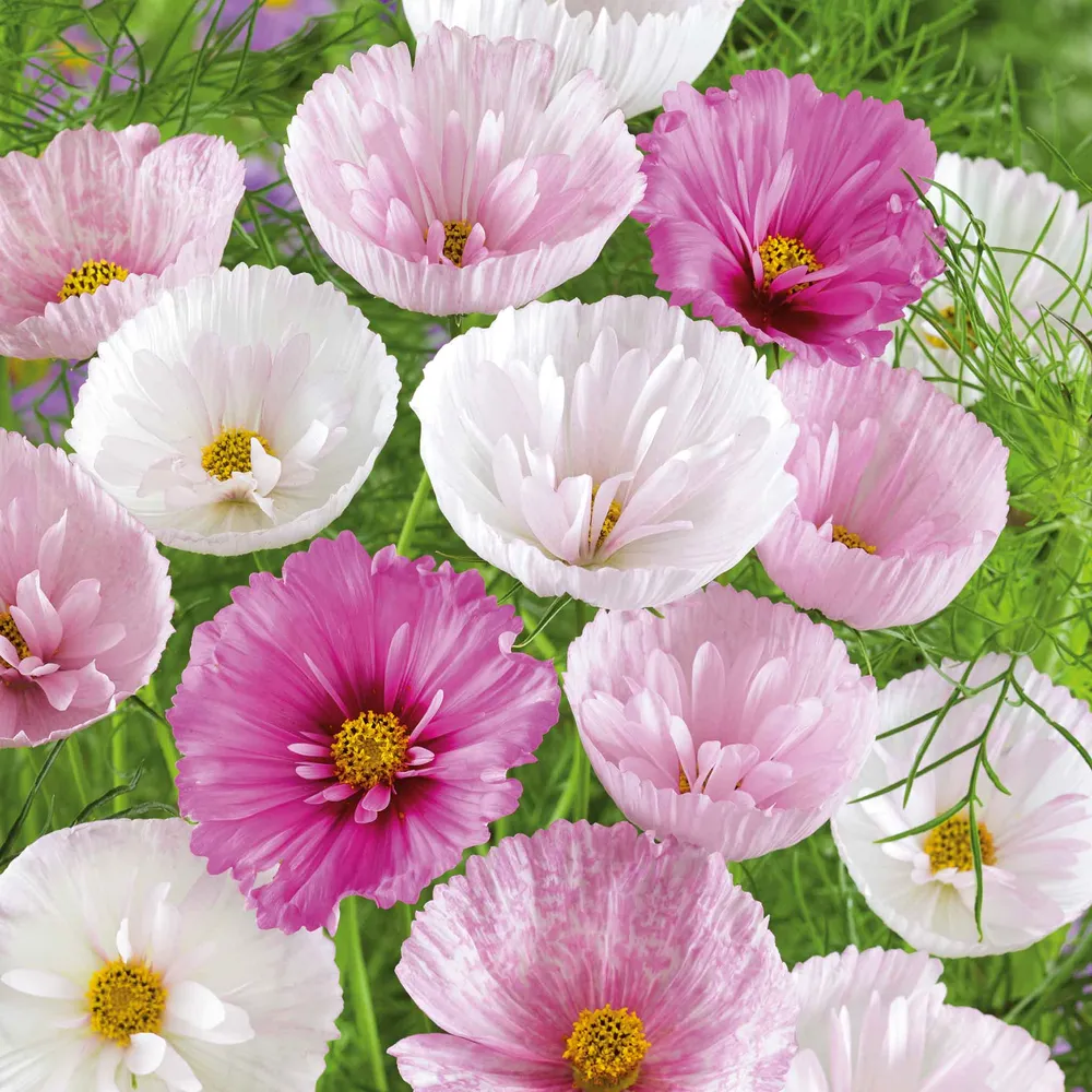 VEGSOW Cosmos Seeds - Wildflower Mix for Pollinator Gardens