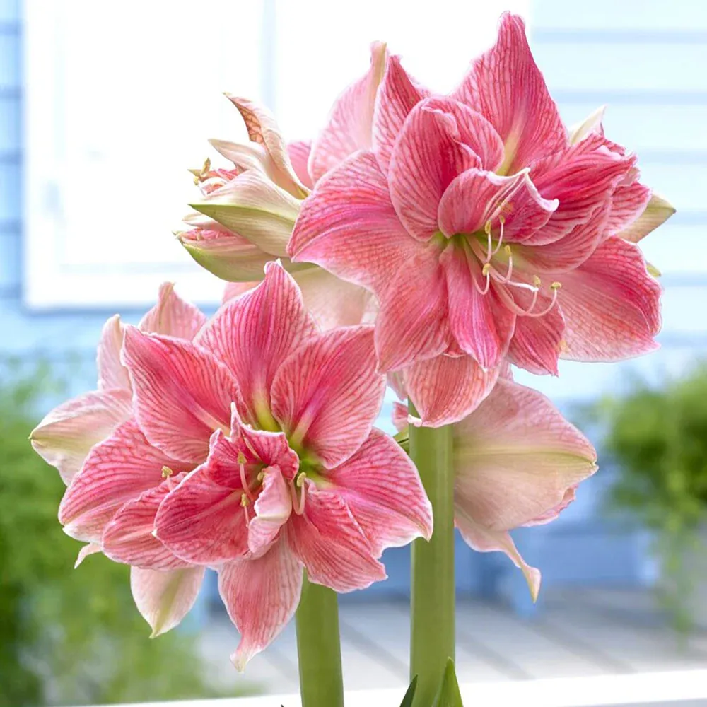 VEGSOW Amaryllis Bulbs - Jumbo Sweet Nymph
