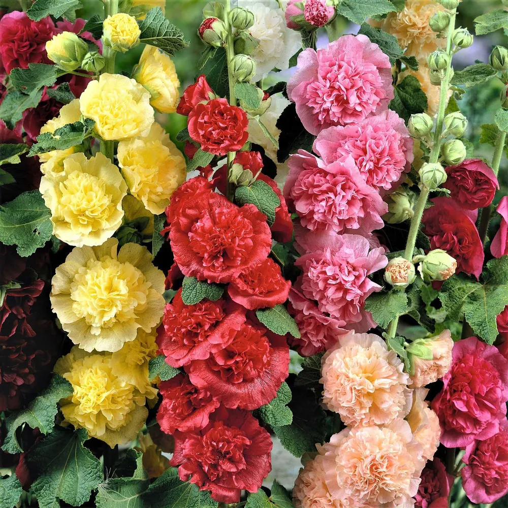 VEGSOW Chaters Double Hollyhock Seeds - Heirloom Tall Flowering Plants