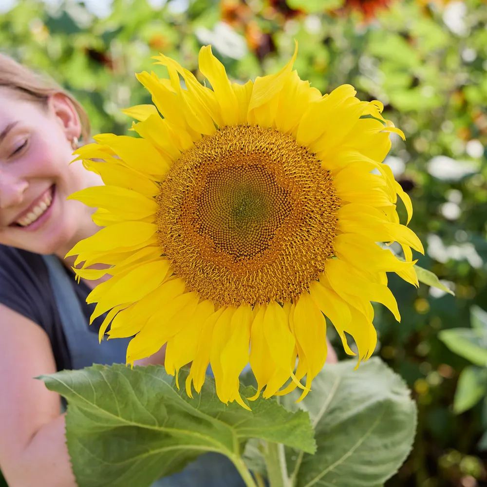 VEGSOW Titan Sunflower Seeds - Giant Mammoth Variety for Garden Planting