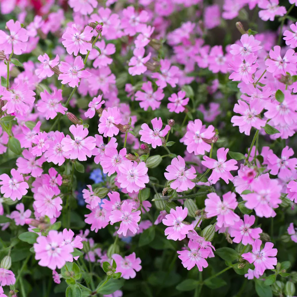 VEGSOW Nodding Catchfly Seeds - Silene Nutans Heirloom Wildflower Seeds