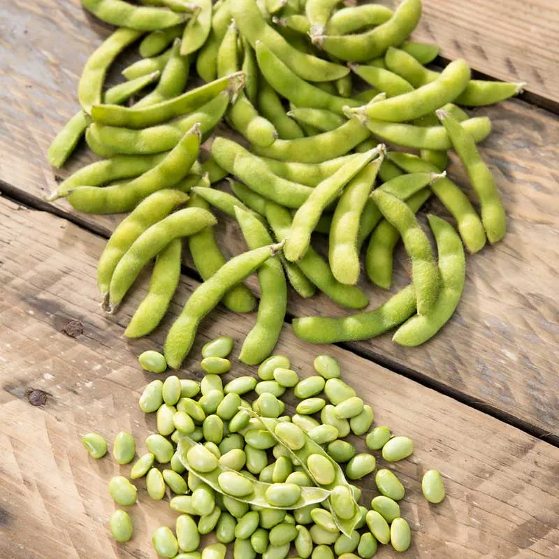 VEGSOW Edamame Bean Seeds - Vegetable Planting Seeds for Home Gardens
