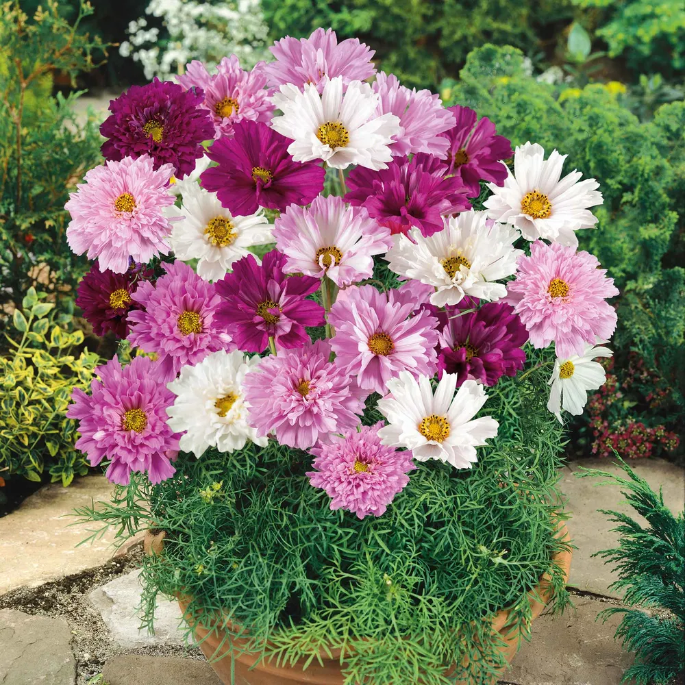 VEGSOW Double Click Mixed Cosmos Seeds - Annual Flower Garden Seeds