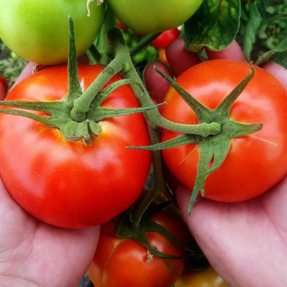 VEGSOW Bonny Best Tomato Seeds - Heirloom Vegetable Garden Planting