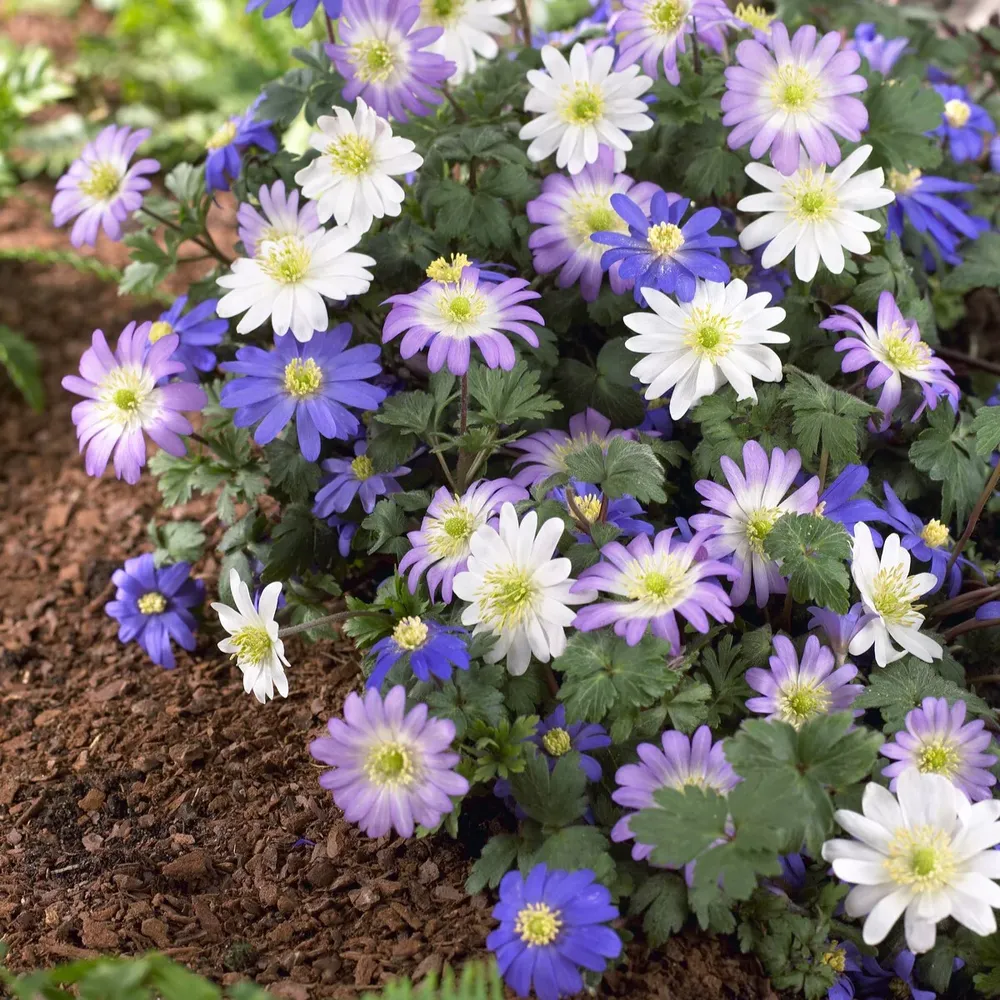 VEGSOW Anemone Bulbs - Blanda Mix Perennial Flower Bulbs