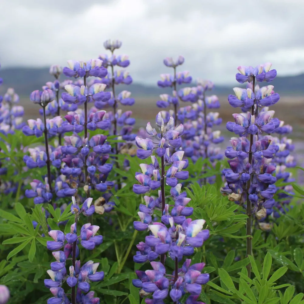 VEGSOW Arroyo Lupine Seeds (Lupinus succulentus) - Native Wildflower Seeds