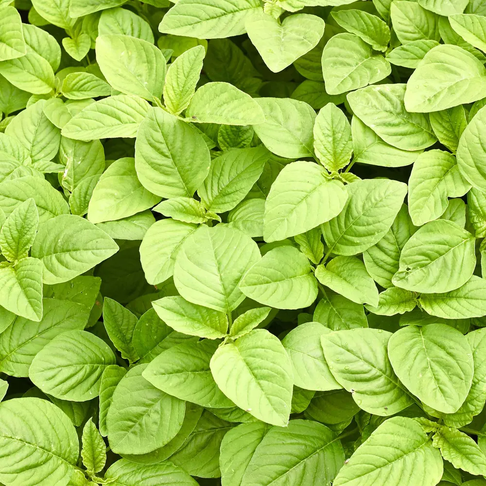 VEGSOW Amaranth Seeds - Green Callaloo Heirloom Variety