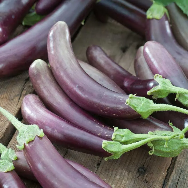 VEGSOW Finger Fruit Purple Eggplant Seeds - Heirloom Vegetable Variety