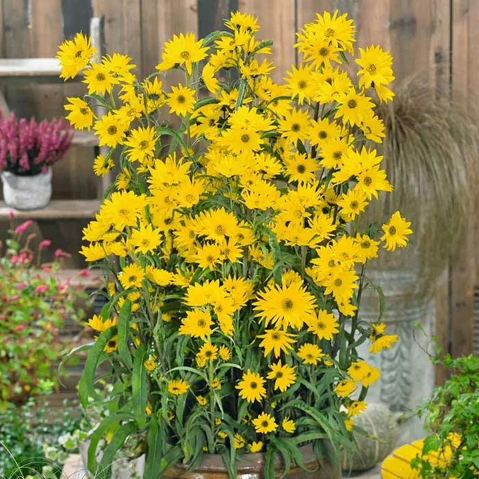 VEGSOW Maximilian Sunflower Seeds - Tall Perennial Helianthus Seeds