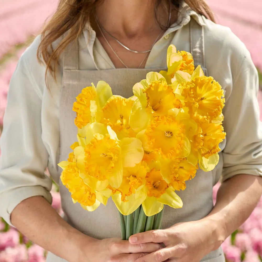 VEGSOW Ferris Wheel Daffodil Bulbs - Spring Flowering Perennial Bulbs