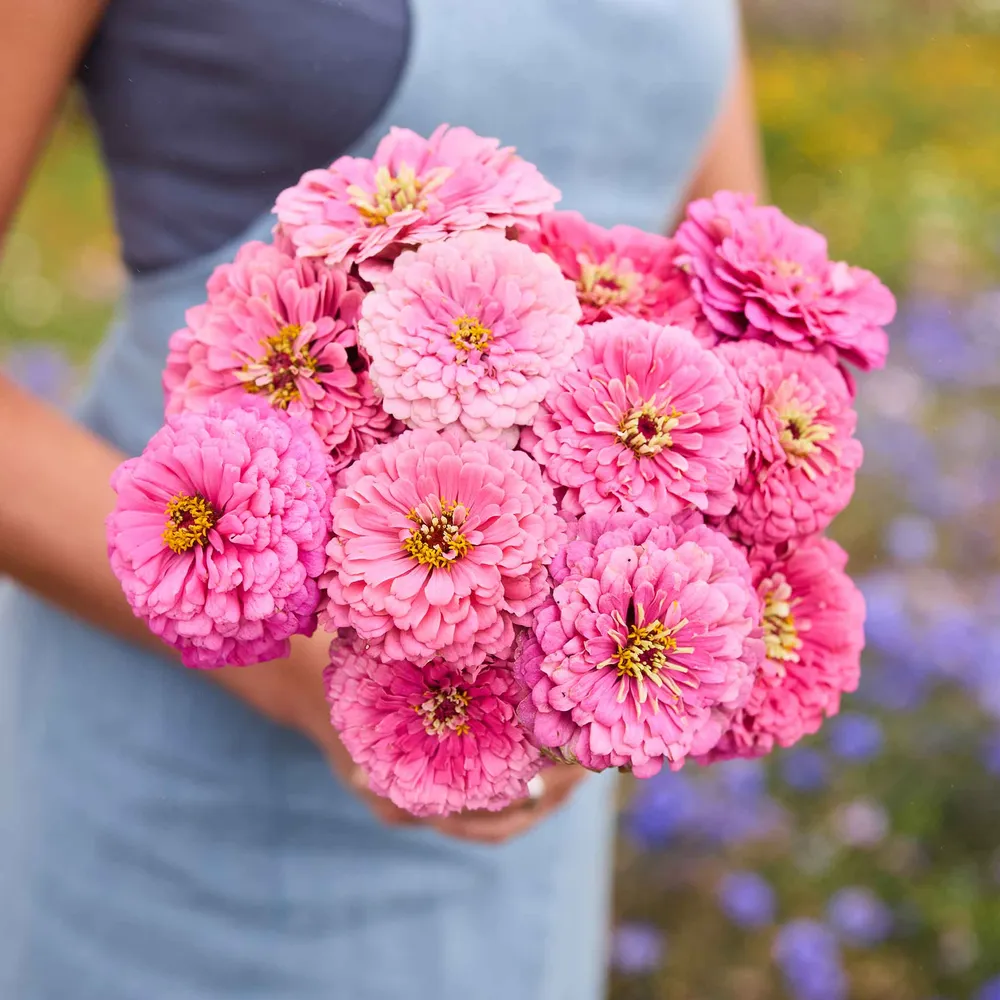 VEGSOW Benary's Giant Bright Pink Zinnia Seeds - Tall Heirloom Cut Flowers