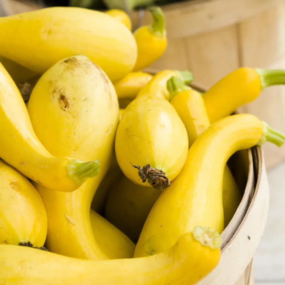 VEGSOW Golden Summer Crookneck Squash Seeds - Heirloom Summer Squash