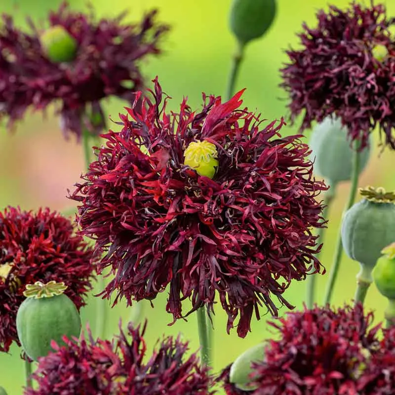 VEGSOW Black Swan Poppy Seeds - Heirloom Flower Seeds for Garden Planting