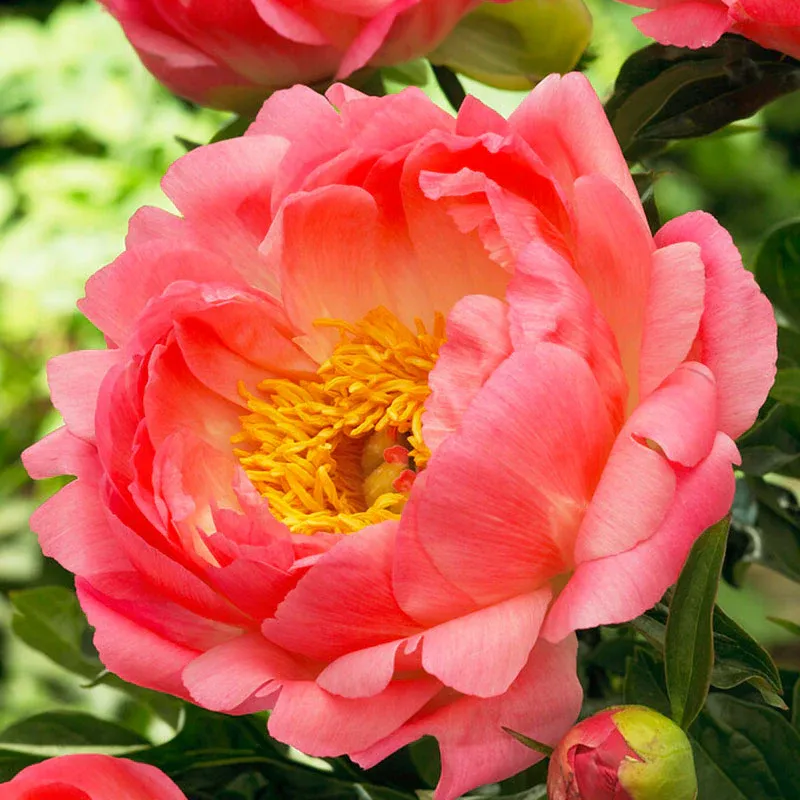 Coral Sunset Peony Roots - Bare Root Perennial Flower Bulbs