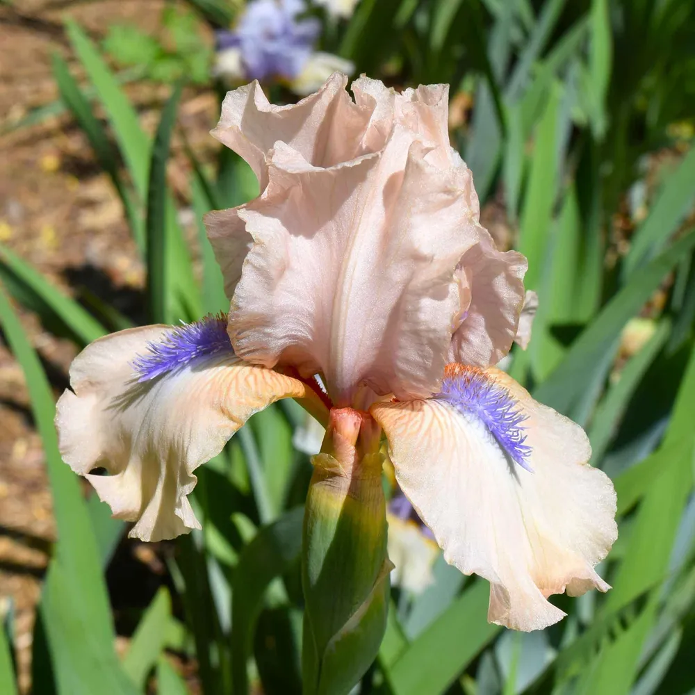 VEGSOW Concertina Bearded Iris Bulbs - Perennial Flower Rhizomes