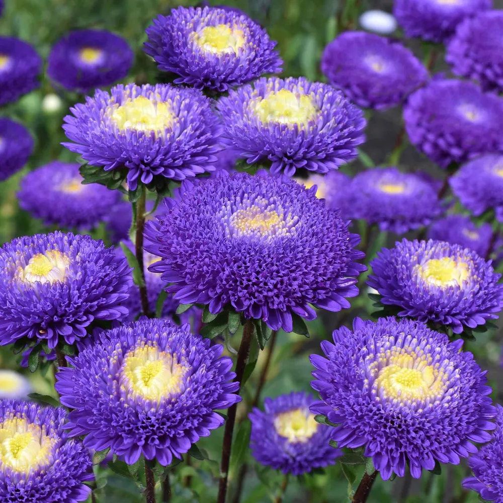 VEGSOW Aster Seeds (Pompon) - Blue and White Flower Seeds