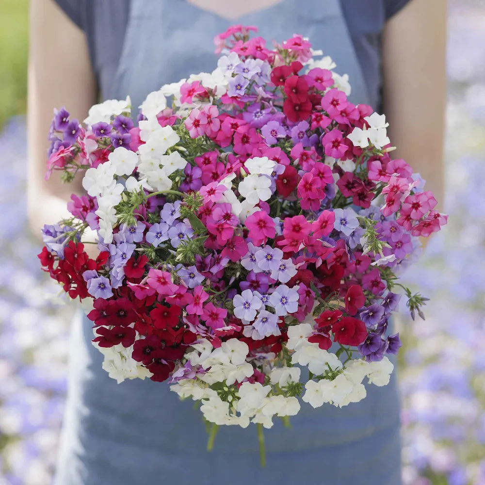 VEGSOW Annual Phlox Seeds - Tall Mix