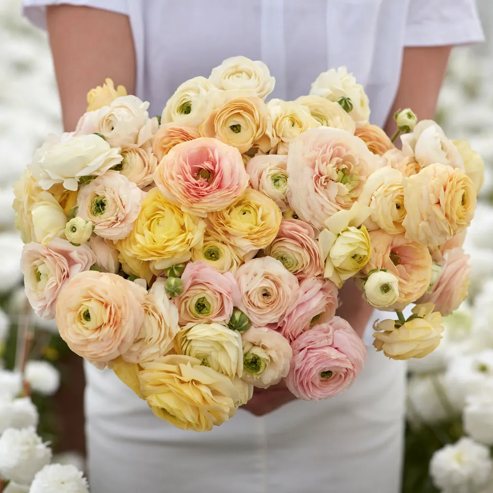 VEGSOW Ranunculus Bulbs - Wedding Pastel